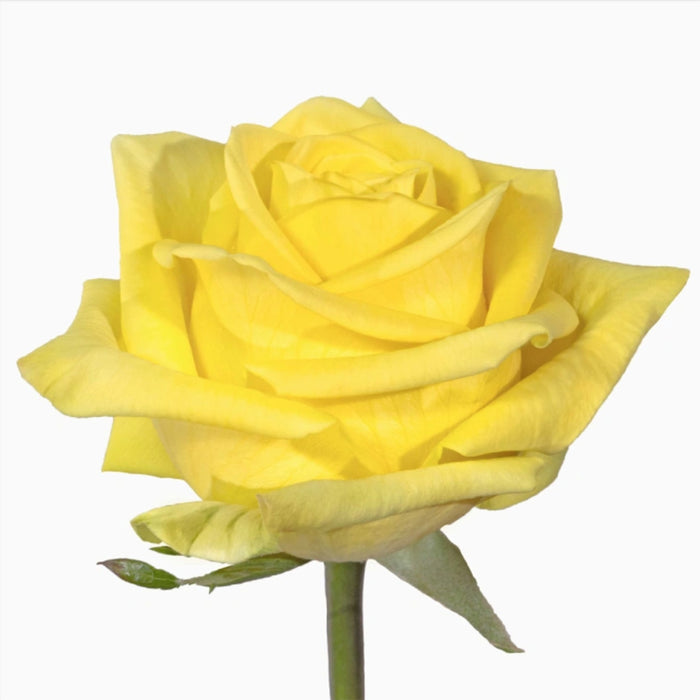 Smart Buy $2.25/Stem Farm Direct STARDUST (100 STEMS) - U.S. Delivery Coast to Coast.