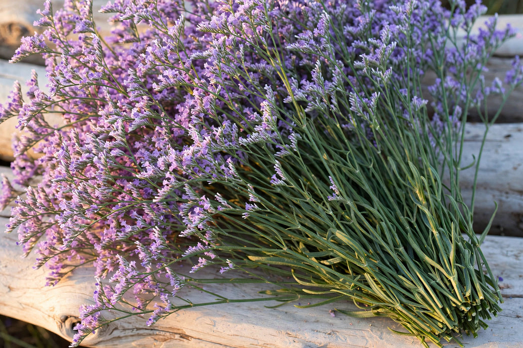 Next Day Delivery - Statice Lavander 70CM 12BU/BX
