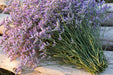 Next Day Delivery - Statice Lavander 70CM 12BU/BX