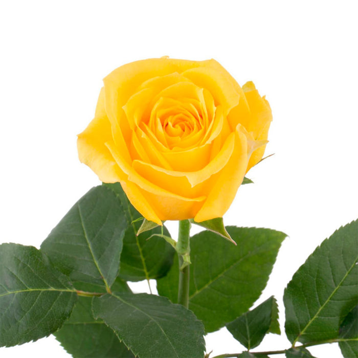 Smart Buy $2.25/Stem Farm Direct SUPER SUN (100 STEMS) - U.S. Delivery Coast to Coast.