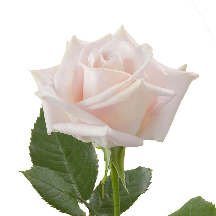 Smart Buy $2.25/Stem Farm Direct SWEET ESCIMO (100 STEMS) - U.S. Delivery Coast to Coast.