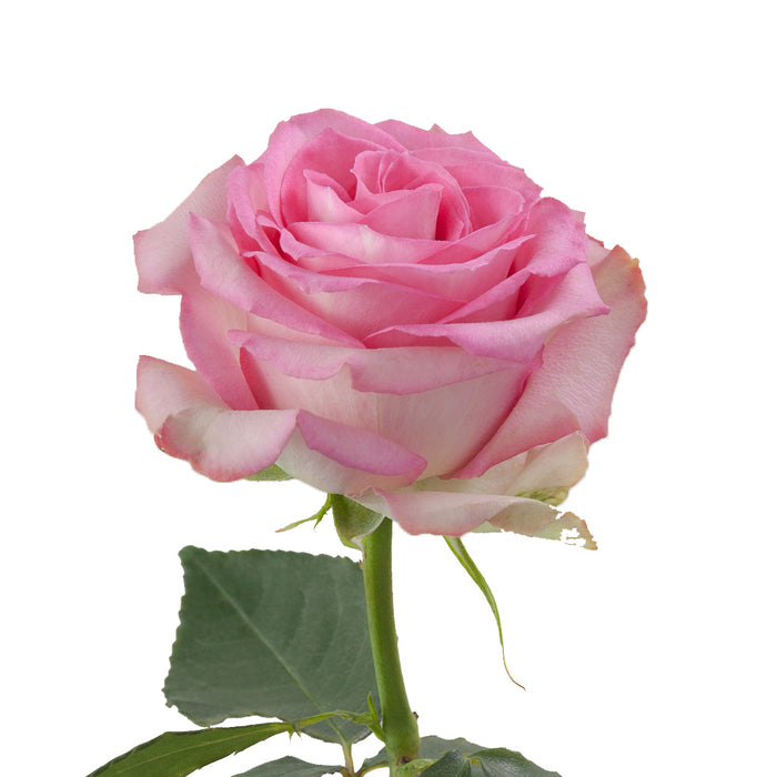 Smart Buy $2.25/Stem Farm Direct SWEET UNIQUE (100 STEMS) - U.S. Delivery Coast to Coast.