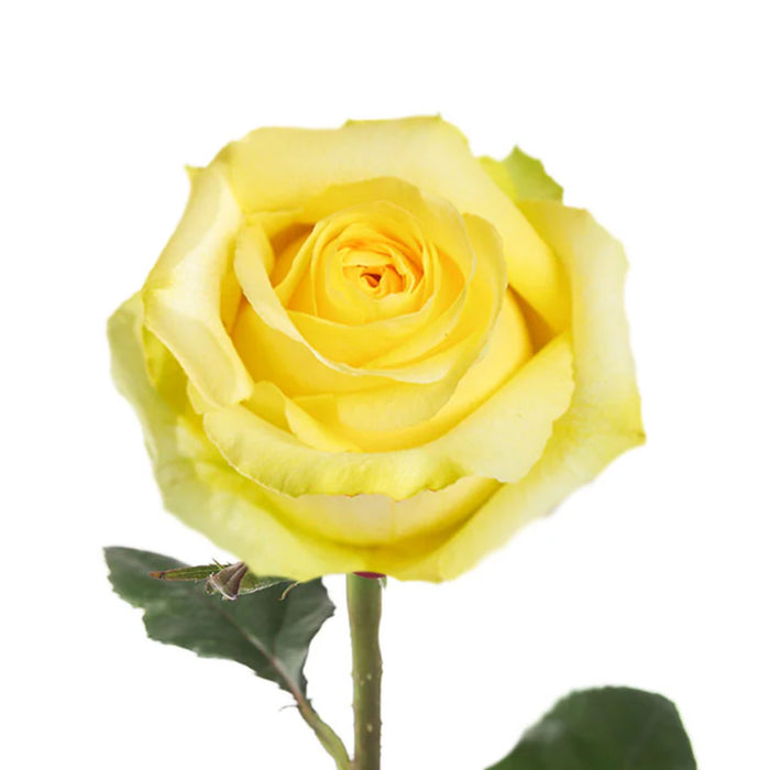 Smart Buy $2.25/Stem Farm Direct TARA (100 STEMS) - U.S. Delivery Coast to Coast.