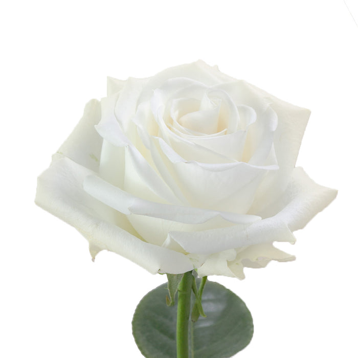 Smart Buy $2.25/Stem Farm Direct TIBET (100 STEMS) - U.S. Delivery Coast to Coast.