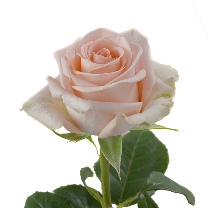 Smart Buy $2.25/Stem Farm Direct TIFFANY (100 STEMS) - U.S. Delivery Coast to Coast.
