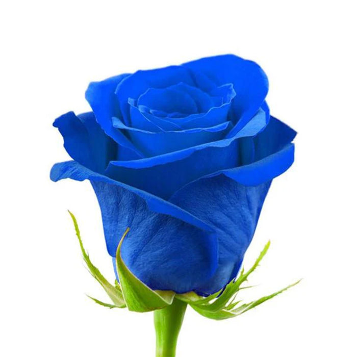 Smart Buy $2.25/Stem Farm Direct TINTED BLUE (100 STEMS) - U.S. Delivery Coast to Coast.
