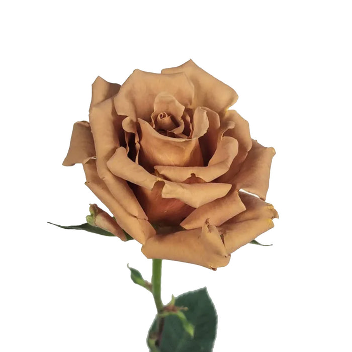 Smart Buy $2.25/Stem Farm Direct TOFFEE (100 STEMS) - U.S. Delivery Coast to Coast.