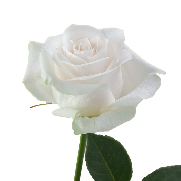 Smart Buy $2.25/Stem Farm Direct VENDELA (100 STEMS) - U.S. Delivery Coast to Coast.