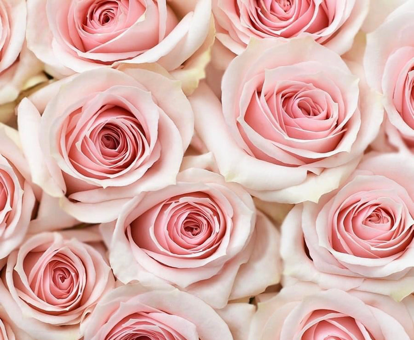 Light Pink Star Blush Spray Rose (100 Stems)