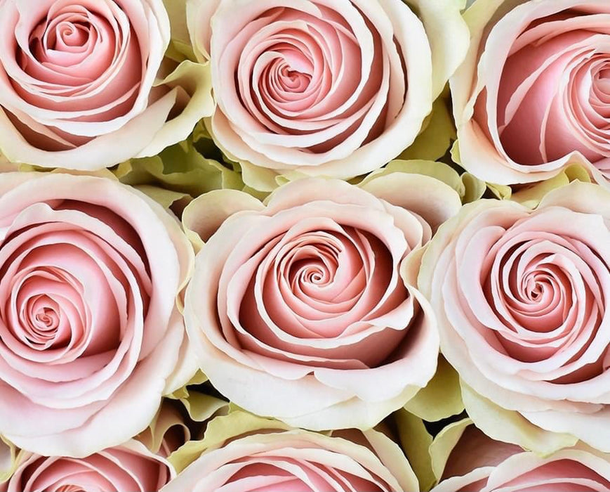 *SALE* One-Day Delivery - Frutteto Rose (100 STEMS)