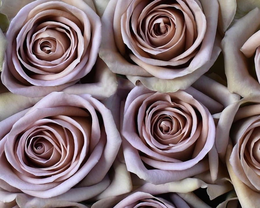 One-Day Delivery - Amnesia Rose (50 STEMS)