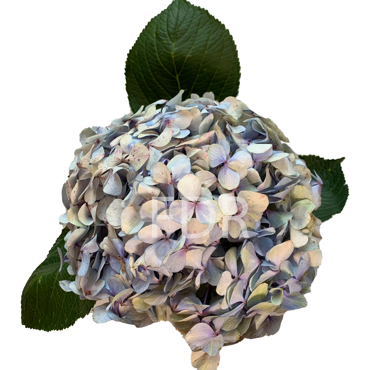 ◆Hydrangea4936◆ Hydrangea - Antique Blue JUMBO (18 STEMS) — Farm Direct Rose