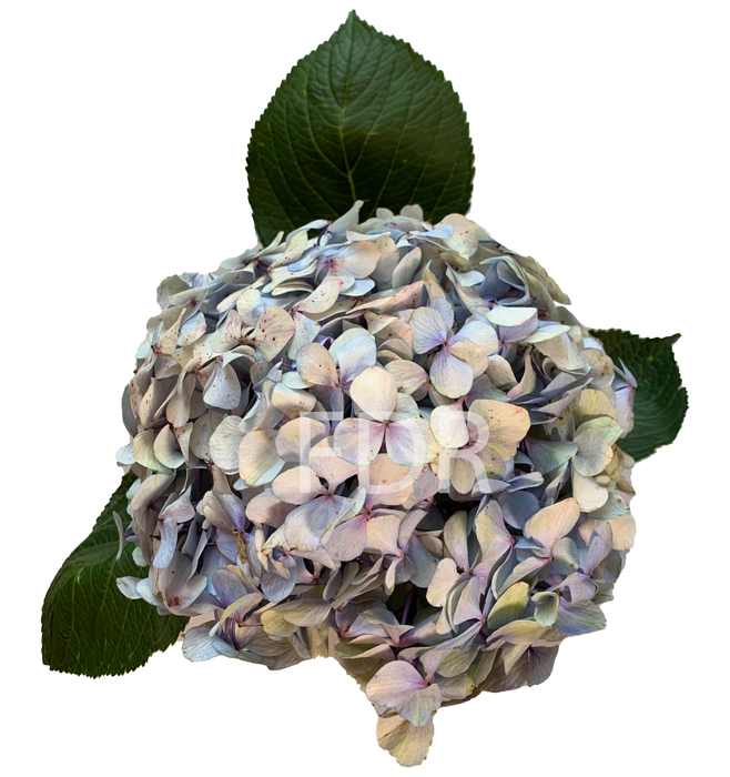 Hydrangea - Antique Blue JUMBO (18 STEMS) — Farm Direct Rose Hydrangea - Antique Blue JUMBO (18 STEMS) — Farm Direct Rose