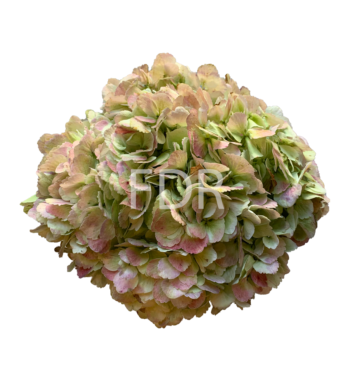 AntiqueGreenJUMBO_1200x1276.