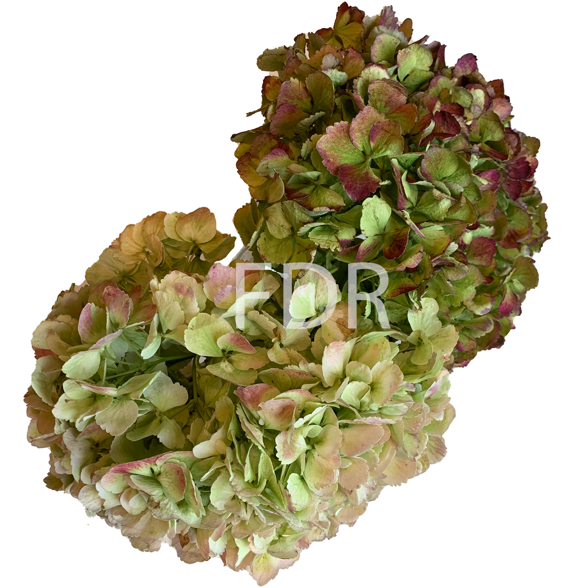 Hydrangea - Antique Red JUMBO & Antique Green JUMBO (18 STEMS