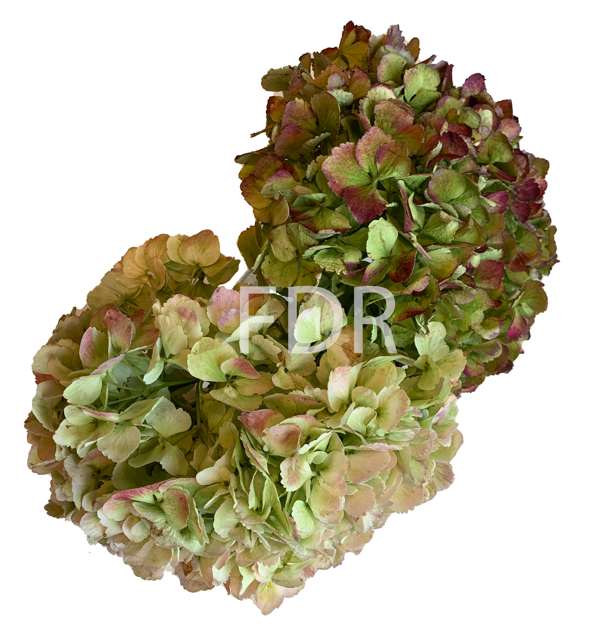 Hydrangea - Antique Red JUMBO & Antique Green JUMBO (18 STEMS