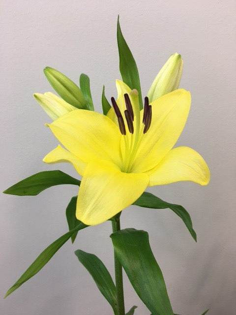 yellow asiatic lily Asiatic Lilies