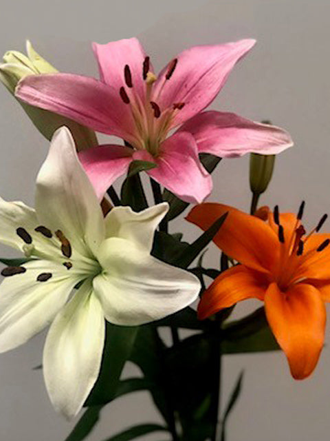 Asiatic Lilies - Assorted Mix (70 Stems)