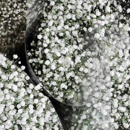 BABY'S BREATH) WHITE GYPSOPHILA MILLION STAR - 16 BUNCHES
