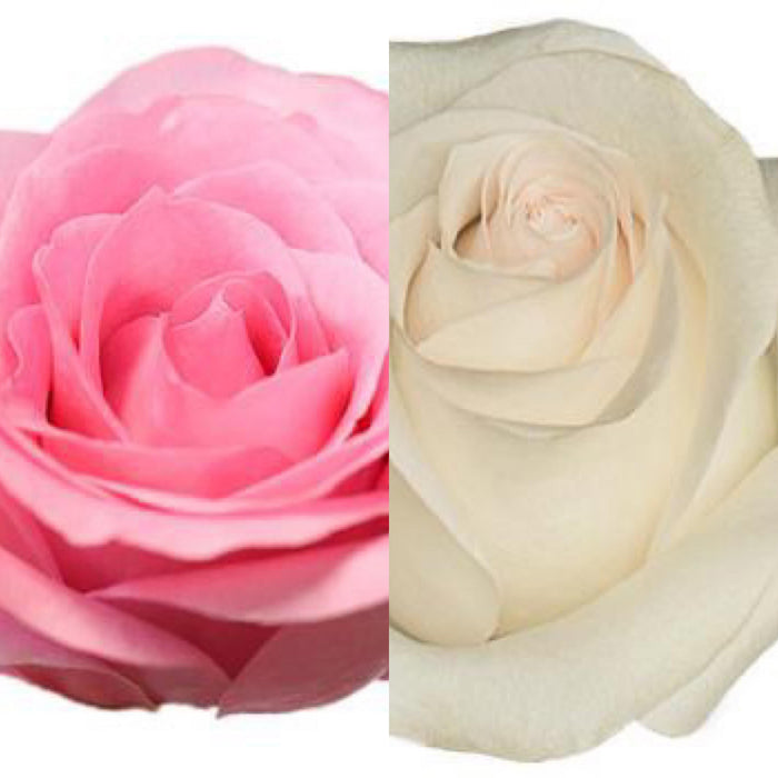 One-Day Delivery - Bridal Akito Rose (50 STEMS) / Blushing Akito Rose (50 STEMS)