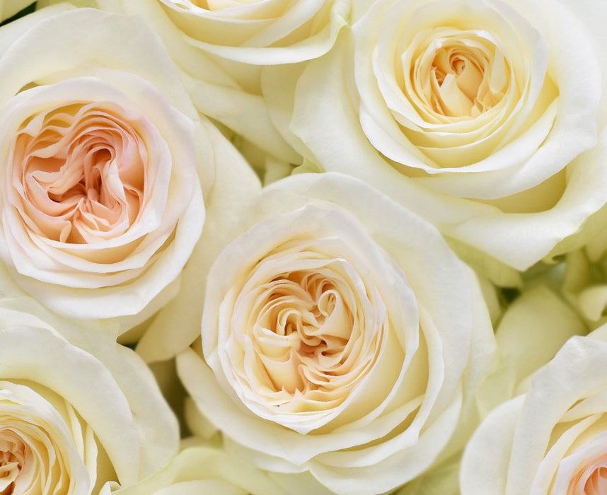 *SALE* One-Day Delivery - Candlelight Rose (100 STEMS)