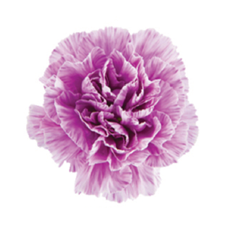 Carnations - Moonburst (100 Stems)