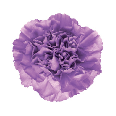 Carnations - Moonlite (100 Stems)
