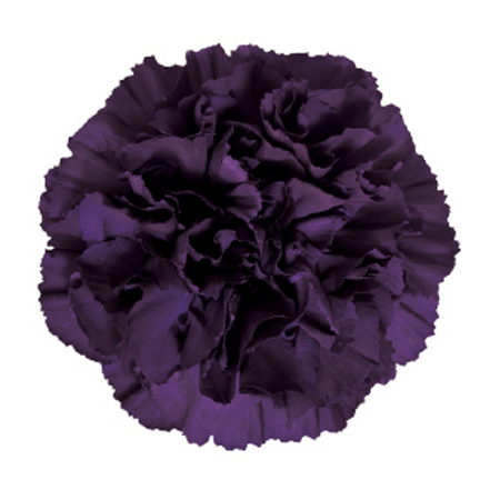 Carnations - Moonvista (100 Stems)