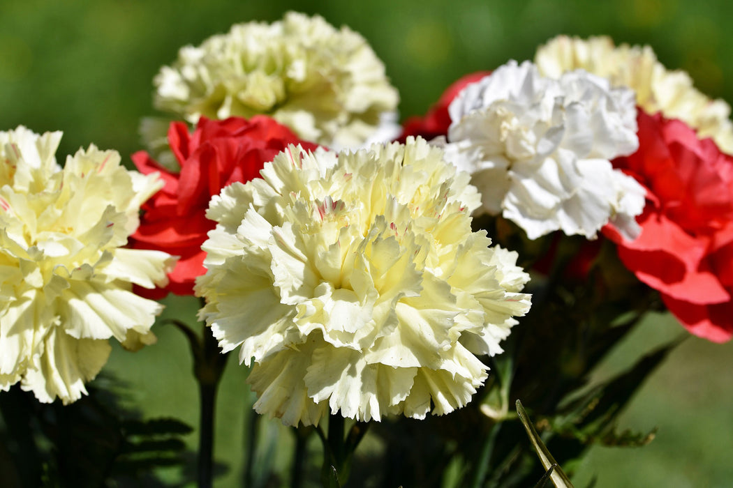SAVE $75 OFF 350 STEMS CARNATIONS | Assorted Carnations with One-Day Delivery (350 Stems)