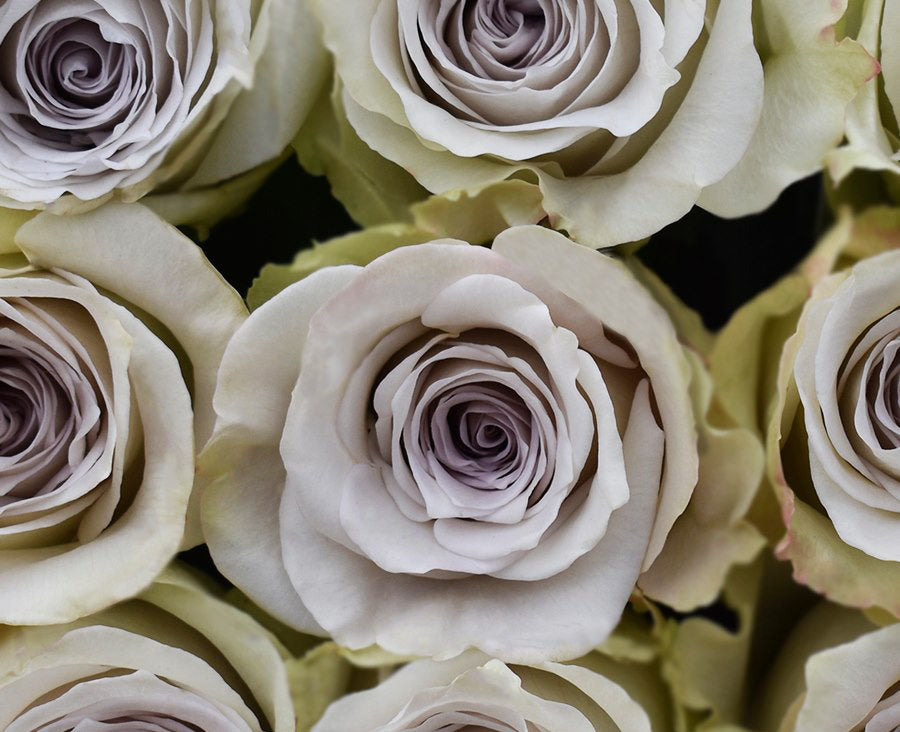 Grey Rose Flower