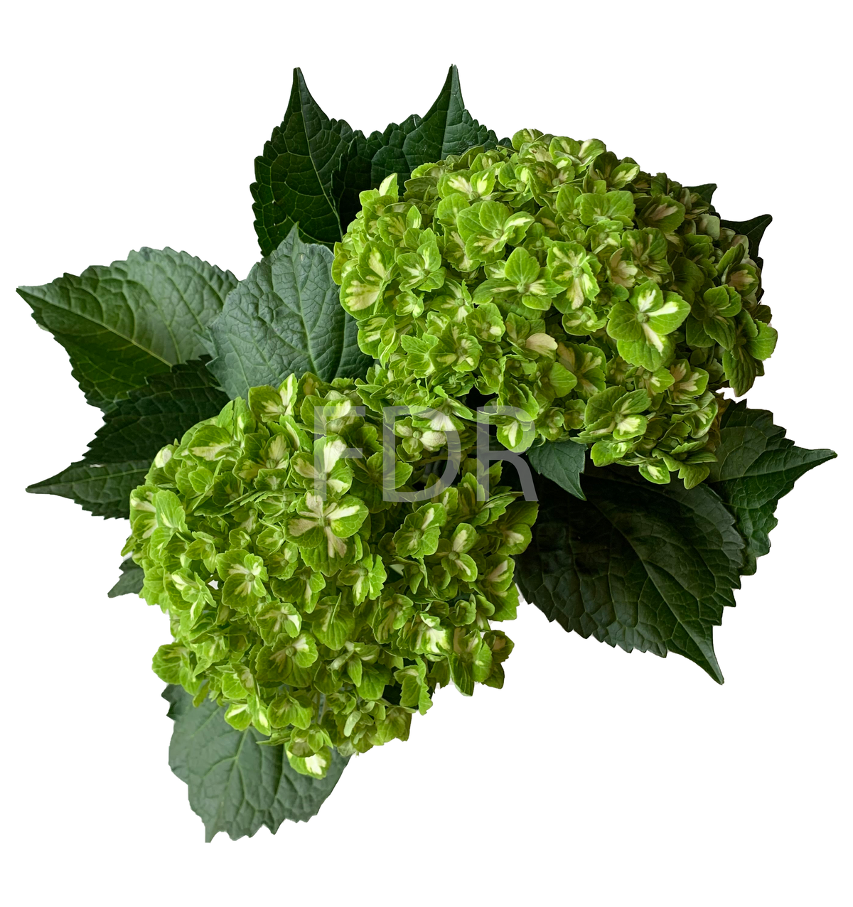 Hydrangea - Emerald Bicolor (40 STEMS) — Farm Direct Rose