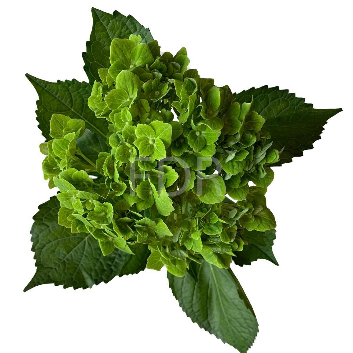 Hydrangea - Emerald Green (40 STEMS) — Farm Direct Rose