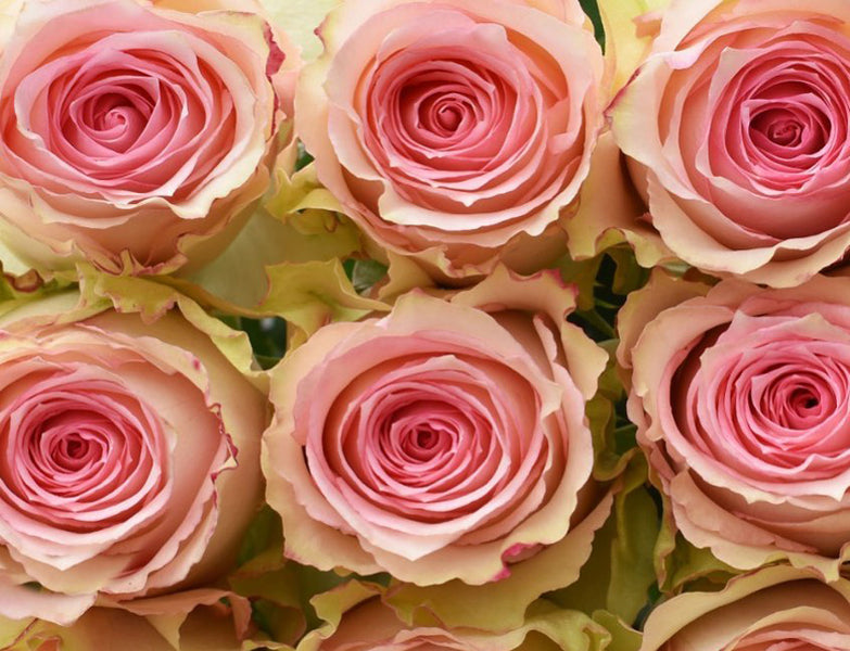 【希少】SAYS FARM IYASA A ROSE 2023 希少】SAYS FARM IYASA A ROSE 2023