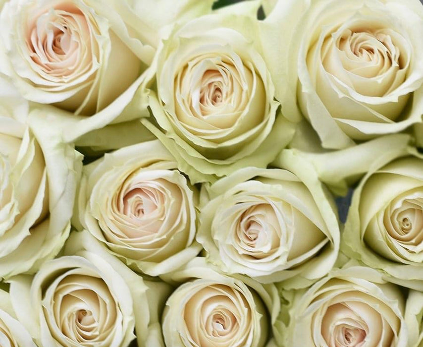 Cream Roses Background
