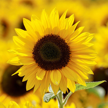 Sunflowers - Yellow Select (60 Stems)