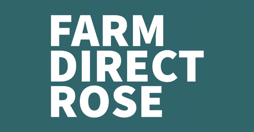 Red Mini Carnation 2019 - EbloomsDirect – Eblooms Farm Direct Inc.