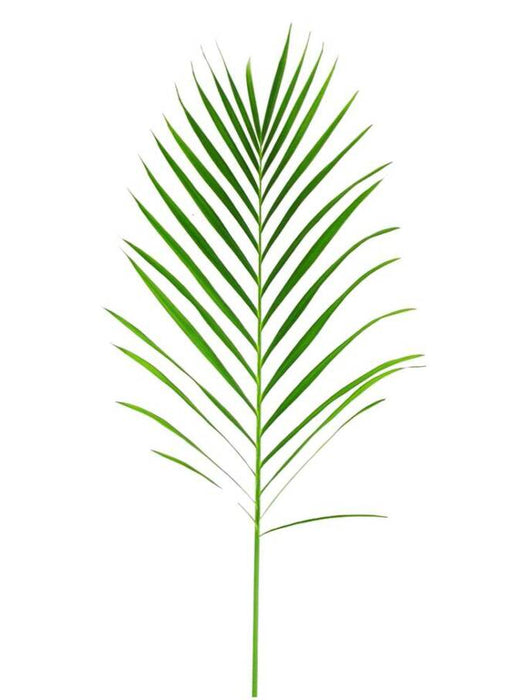 Areca Palm (50 Stems / Approx. 47inches/120cm)