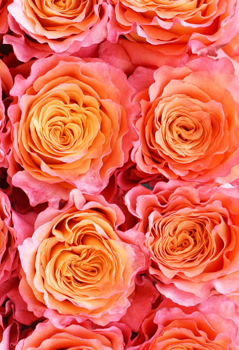 *SALE* One-Day Delivery - Free Spirit Rose (100 STEMS)