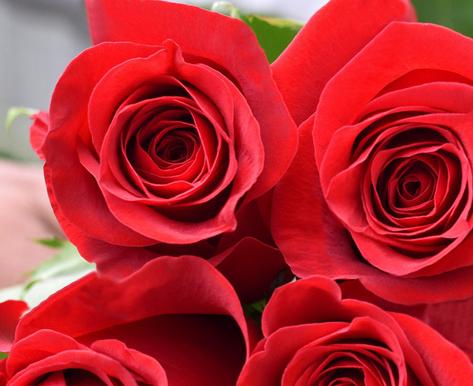 *LONG STEM 100* One-Day Delivery - PREMIUM Red Rose (100 STEMS)