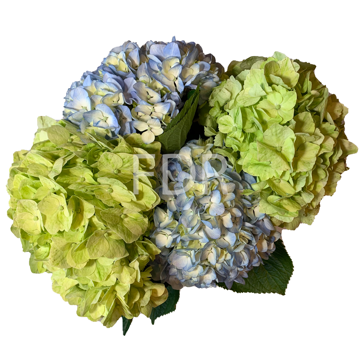 Hydrangea4937　0203 Hydrangea4937 0203 06-23 ZX14 OR ZX14R LOWER TRIPLE TREE