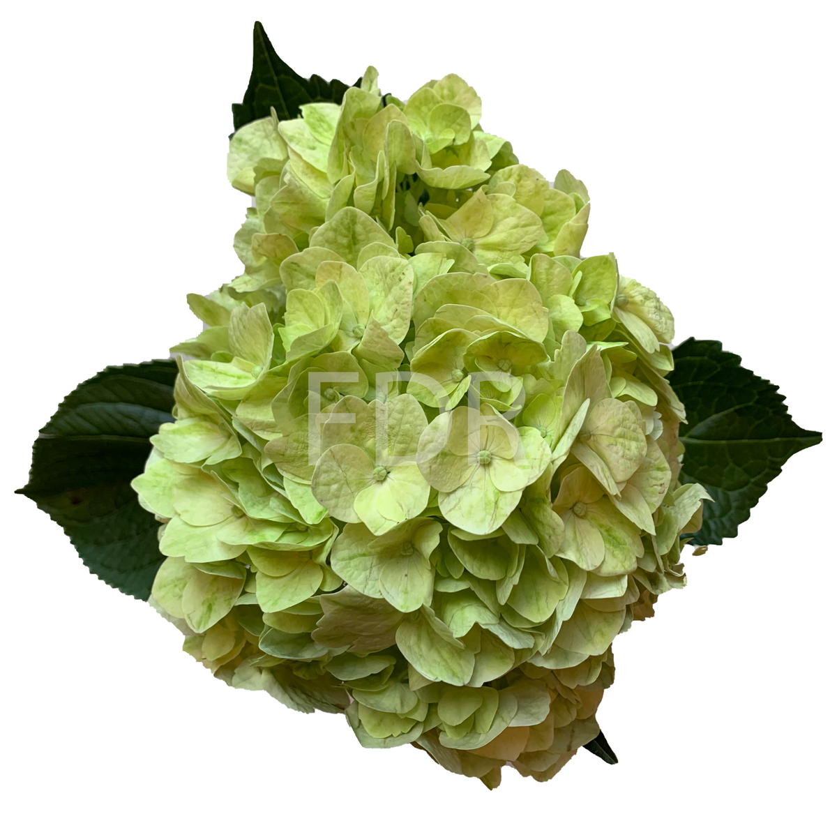 GreenLemon_1200x1200_crop_cent