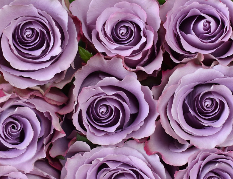 Grey Knights Rose (100 Stems) — Farm Direct Rose