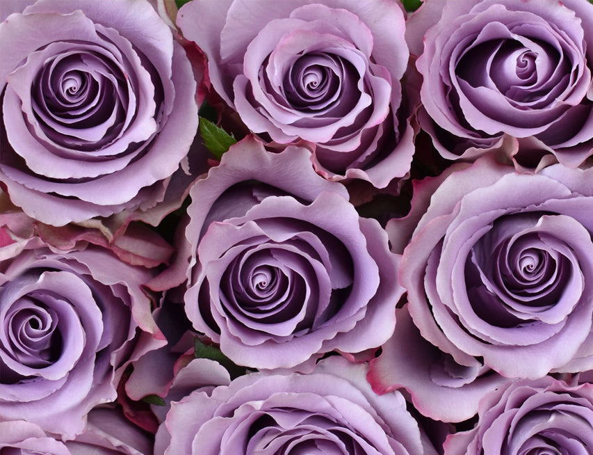 Grey Knights Rose (100 Stems) — Farm Direct Rose