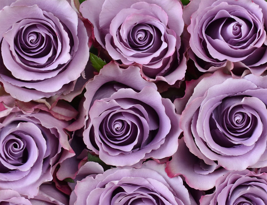 *SALE* One-Day Delivery - LONG STEM Grey Knights Rose (100 STEMS)