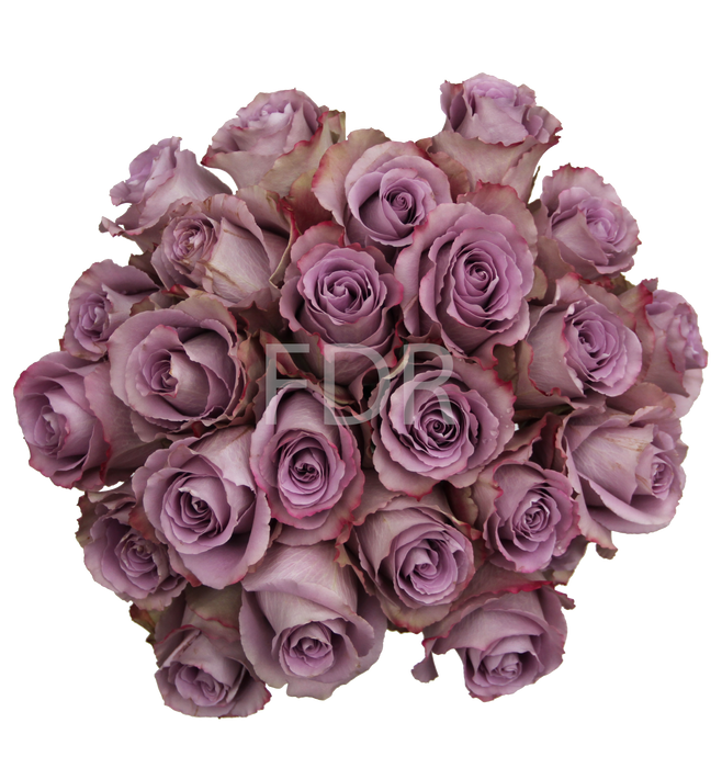 Grey Knights Rose (100 Stems) — Farm Direct Rose