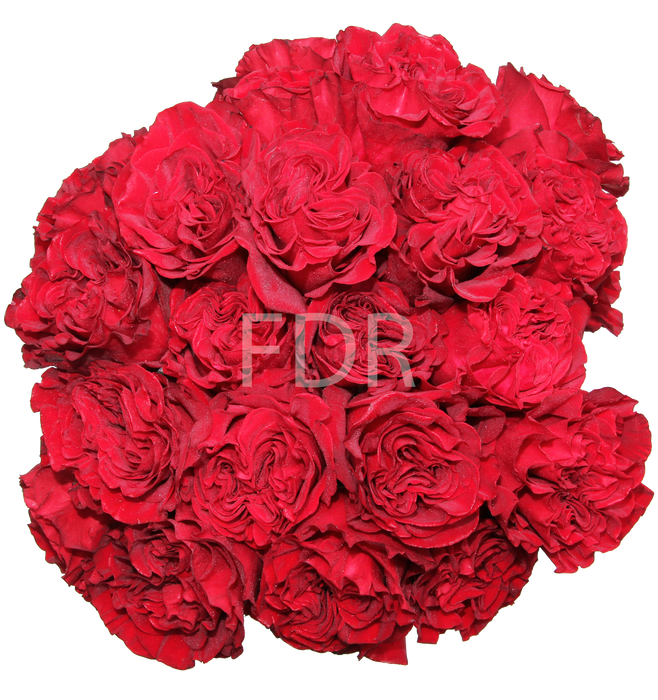 *SALE* One-Day Delivery - Hearts Red Rose (100 STEMS)