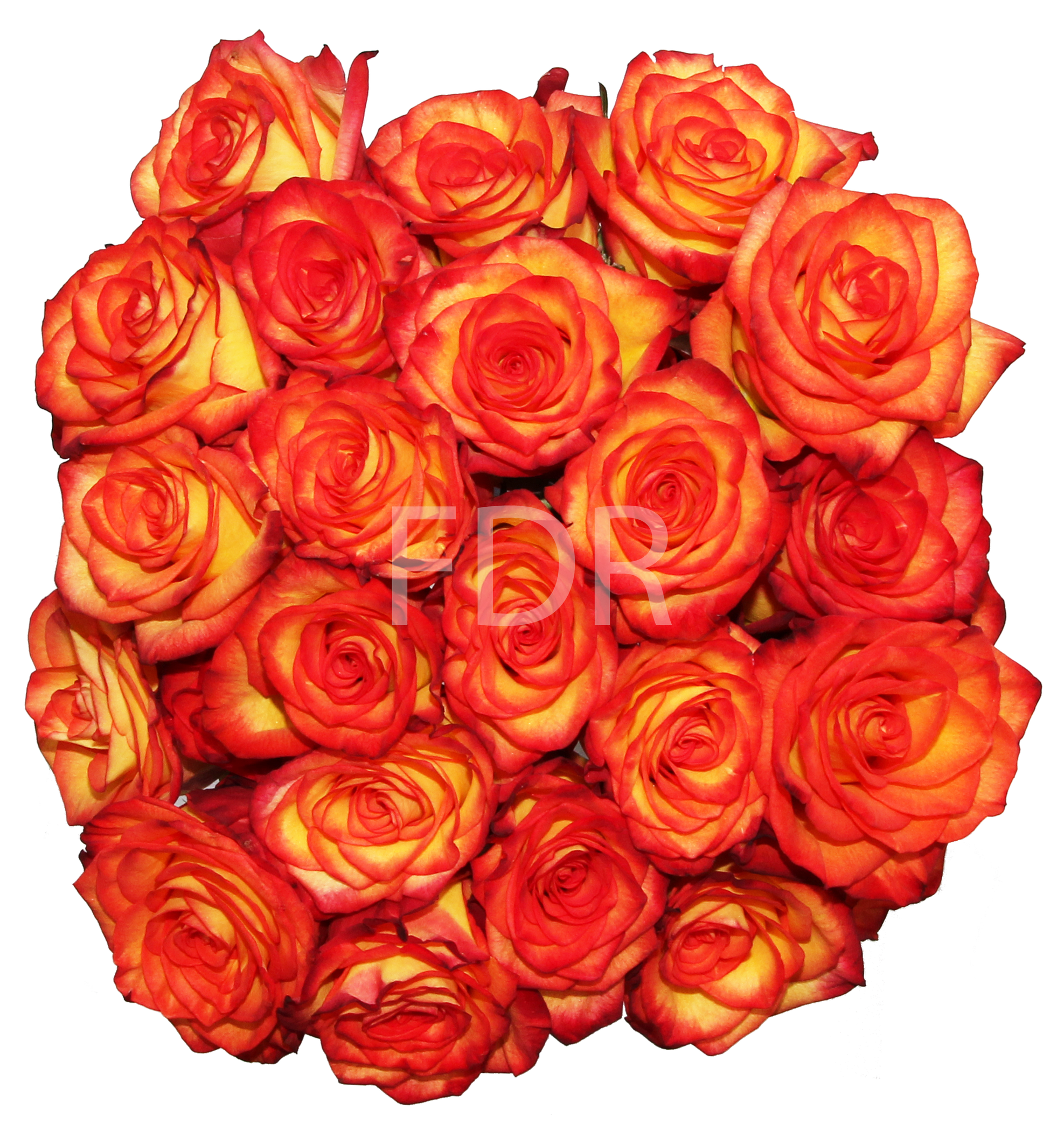 High & Magic Rose (100 Stems) — Farm Direct Rose