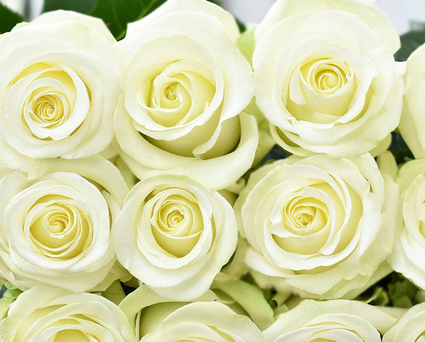 *SALE* One-Day Delivery - Igloo Rose (100 STEMS)