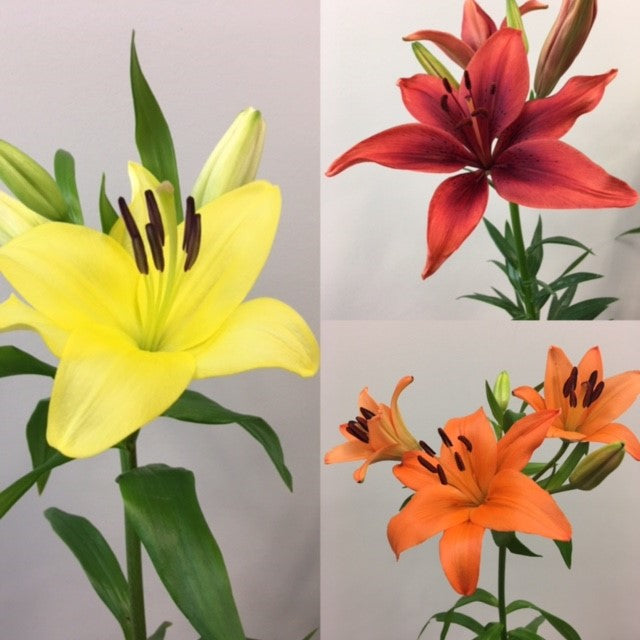 L.A. Hybrid Lilies - Variety Pack (60 Stems)