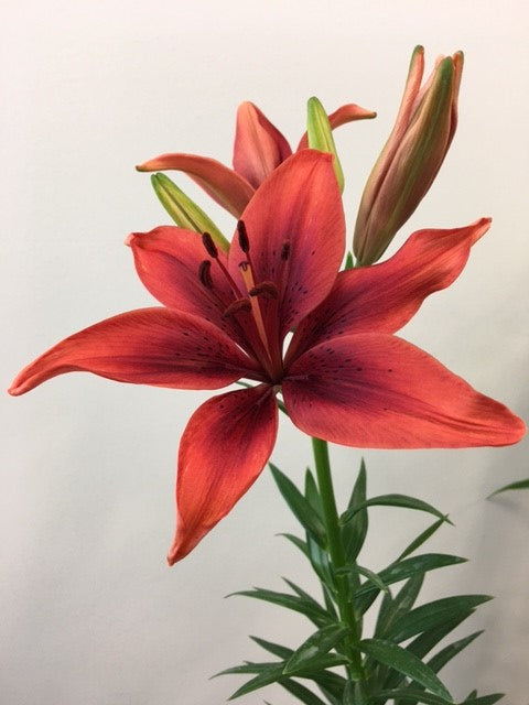 asiatic lily blackout L.A. Hybrid Lilies